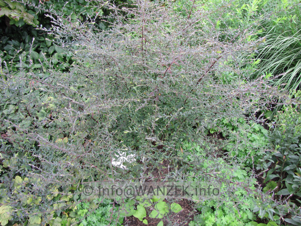 Aster laterifolius Lady In Black - Sol.JPG